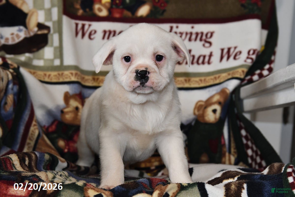 Mixed Breed dogs Jenny - Ad 1