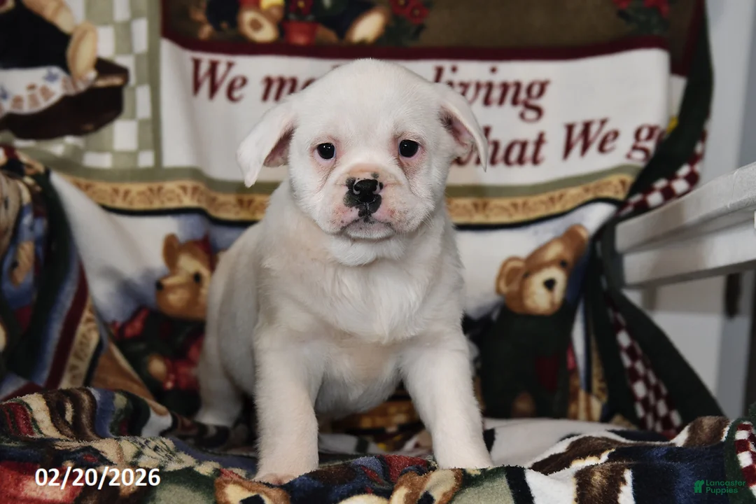 Mixed Breed dogs for sale: Jenny - Ad 1