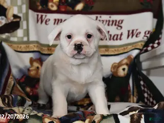 Mixed Breed dogs for sale: Jenny - Ad 2