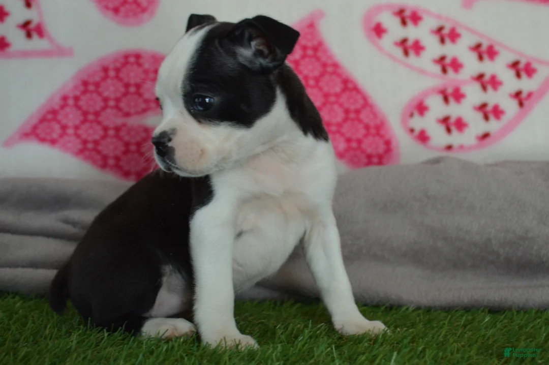 Boston Terrier dogs for sale: Quenny - Ad 3