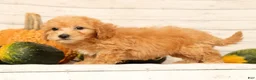 Bichpoo dogs for sale: Oscar - Ad 7