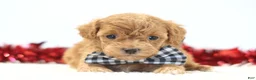 Toy Poodle dogs for sale: Heartbreaker - Ad 5