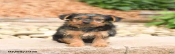 Yorkshire Terrier dogs for sale: Pluto - Ad 3