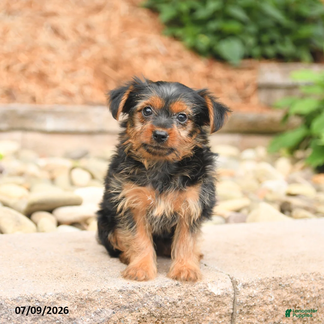 Yorkshire Terrier dogs for sale: Pluto - Ad 3