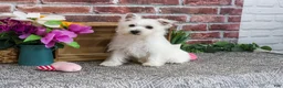 West Highland Terrier dogs for sale: Delight - Ad 5