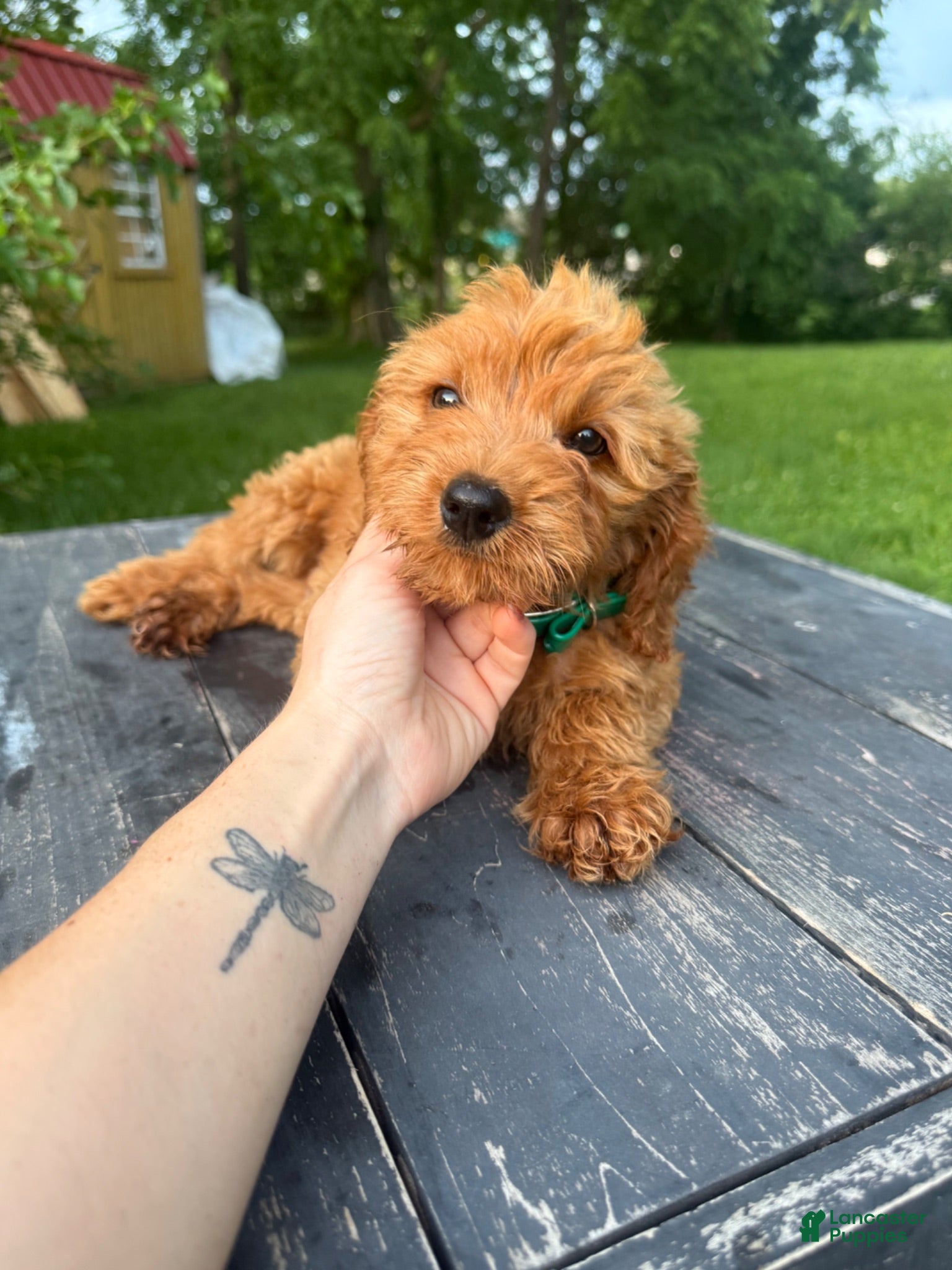 Mini Goldendoodle dogs Mini Goldendoodle 2 - Ad 36