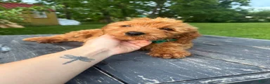 Mini Goldendoodle 2