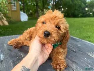 Mini Goldendoodle dogs Mini Goldendoodle 2 - Ad 36