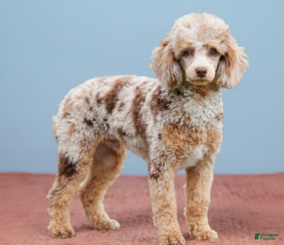 Miniature Poodle dogs for sale: April - Ad 9