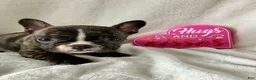 French Bulldog dogs for sale: Polly - Ad 8
