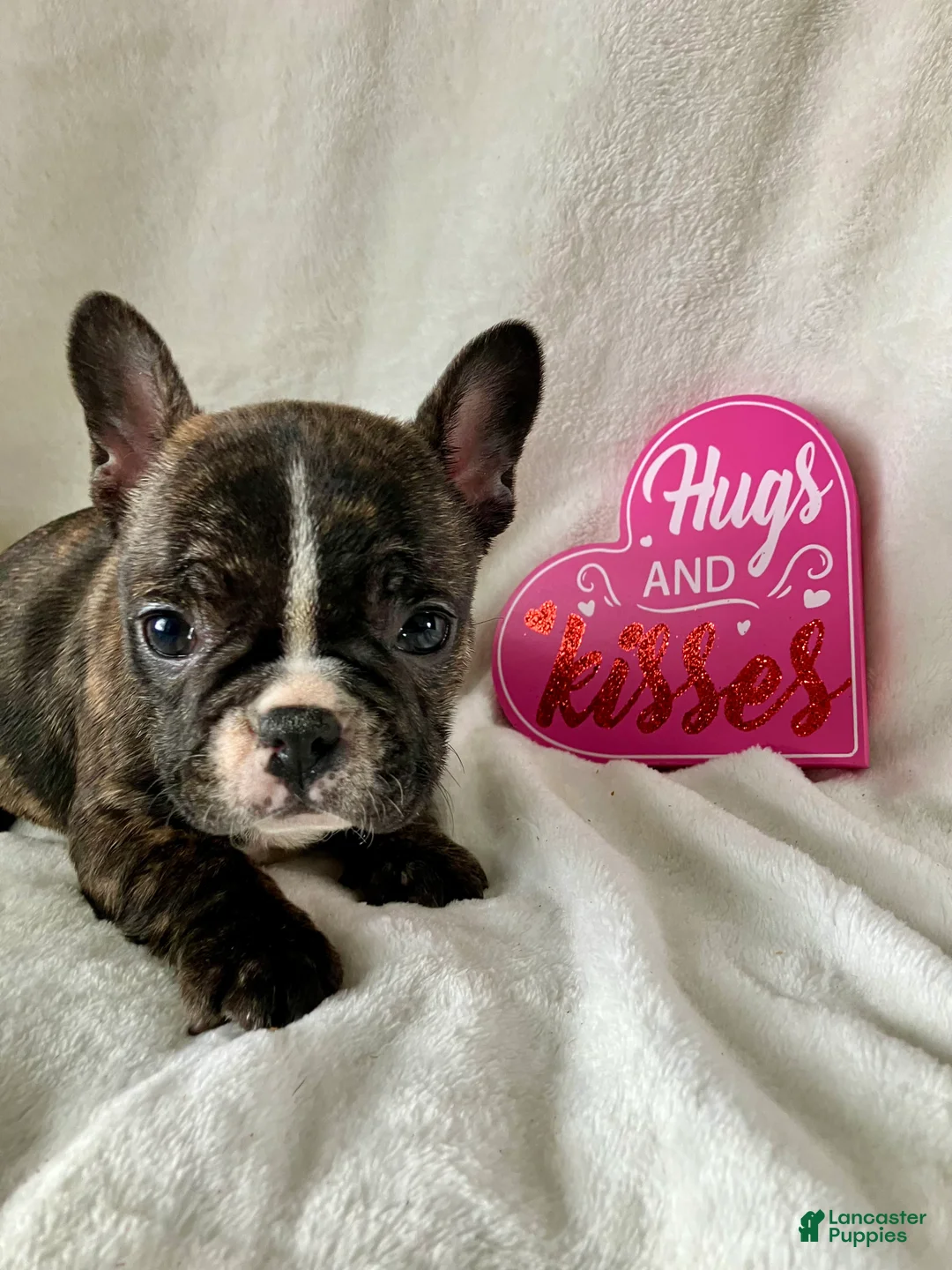 French Bulldog dogs for sale: Polly - Ad 8