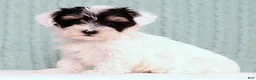 Yorkiepoo dogs for sale: Buck - Ad 6