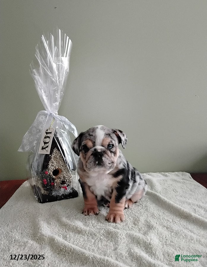 English Bulldog dogs Samantha - Ad 21