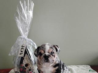 English Bulldog dogs Samantha - Ad 21
