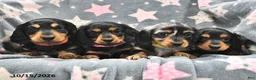 Miniature Dachshund dogs for sale: Stardust   - Ad 5