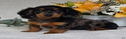 Miniature Dachshund dogs for sale: Posie - Ad 3
