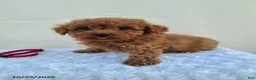 Miniature Poodle dogs for sale: Goby - Ad 1