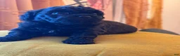 Shihpoo dogs for sale: Cupcake - Ad 2