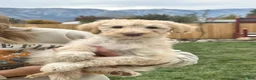 Standard Poodle dogs for sale: Standard Poodle 5 - Ad 1