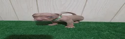 American Bully dogs for sale: American Bully XL Puppy 3 (Green Collar) - Ad 4