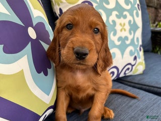 Irish Setter dogs - Ad 5