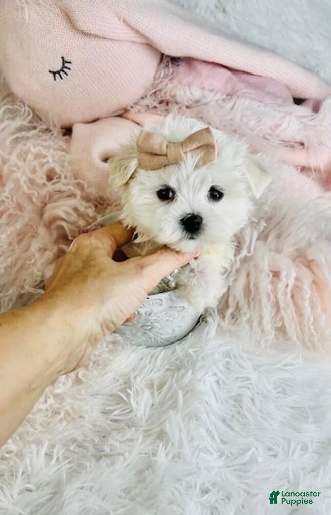 Maltese dogs for sale: Maltese Puppy 1 - Ad 2