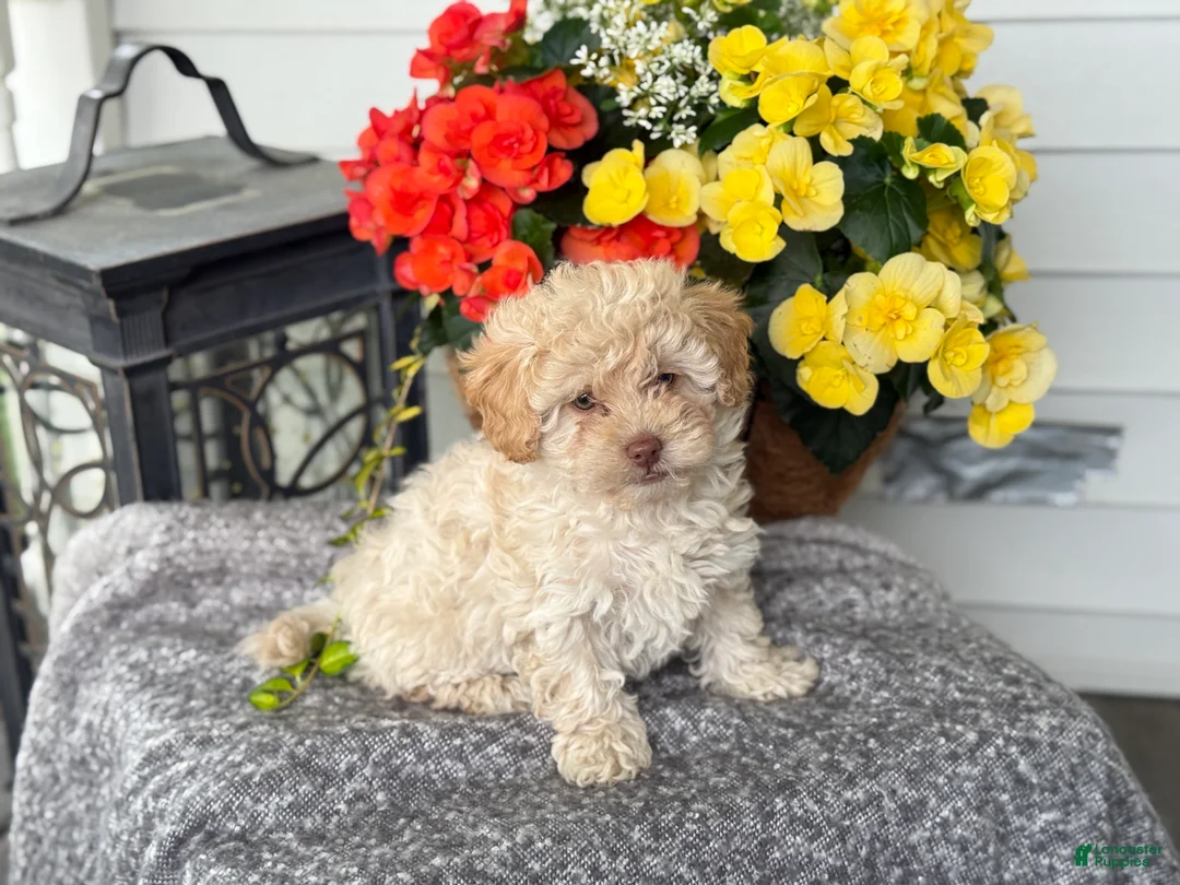 Mixed Breed dogs for sale: Quinn - Ad 2