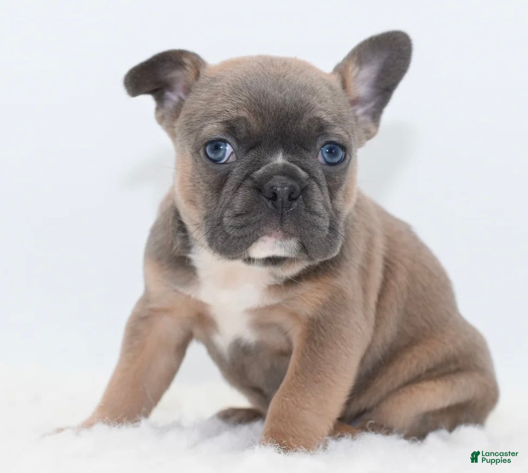 Mixed Breed dogs for sale: Zuki hybrid puppy  - Ad 2