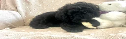Mixed Breed dogs for sale: Orange - Ad 3