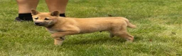 Shiba Inu dogs for sale: Jake - Ad 6