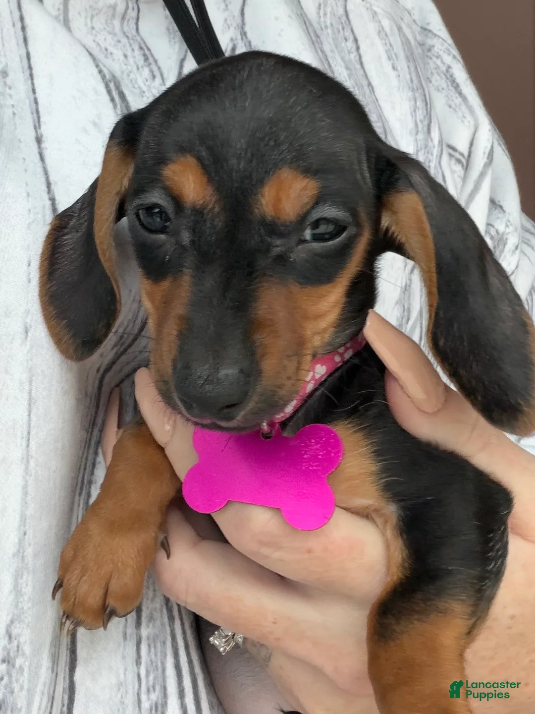Miniature Dachshund dogs for sale: Miniature Dachshund Puppy 4 - Ad 3