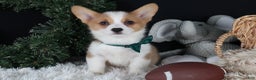 Welsh Corgi Pembroke dogs for sale: Hunter - Ad 7