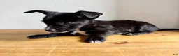 Chorkie dogs for sale: Tito - Ad 3