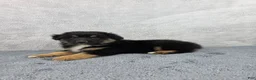 Miniature Australian Shepherd dogs for sale: Bear - Ad 5
