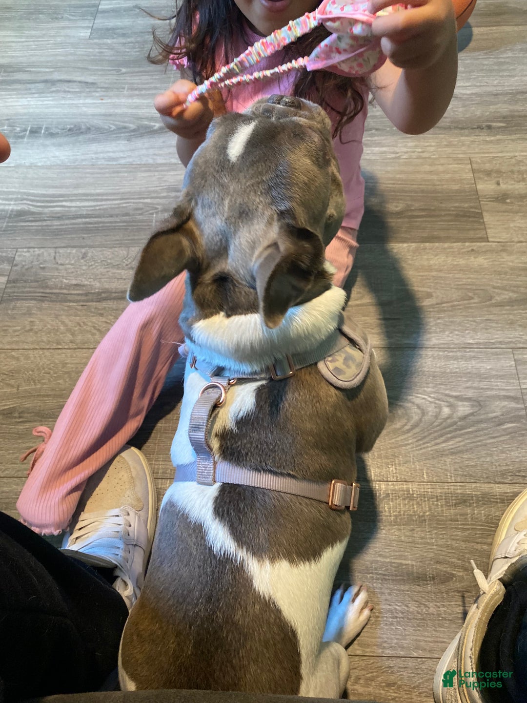 French Bulldog dogs for sale: French Bulldog Puppy  - Ad 3