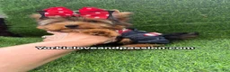 Yorkshire Terrier dogs for sale: Traditional male  - Ad 3