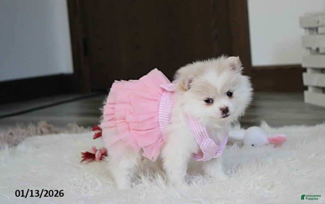 Pomeranian dogs for sale: Allie - Ad 1