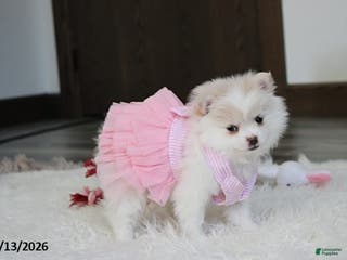 Pomeranian dogs Allie - Ad 8