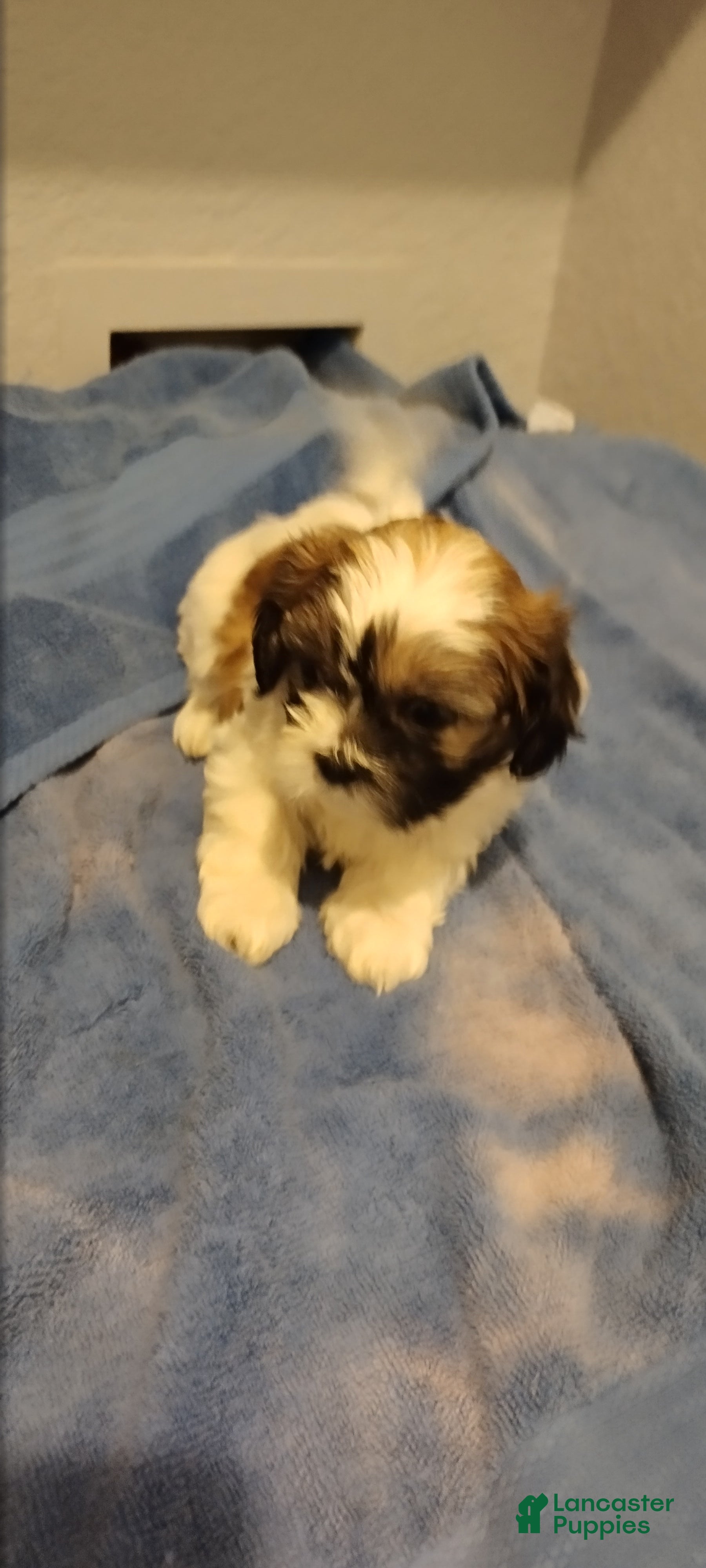 Shih Tzu dogs Shih Tzu Puppy 4 - Ad 7