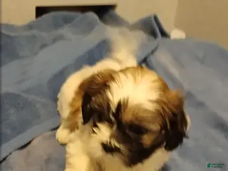 Shih Tzu dogs Shih Tzu Puppy 4 - Ad 7