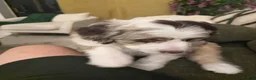 Aussiedoodle dogs for sale: Aussiedoodle 5 - Ad 3