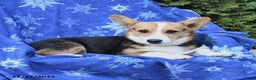 Welsh Corgi Pembroke dogs for sale: Secret - Ad 2