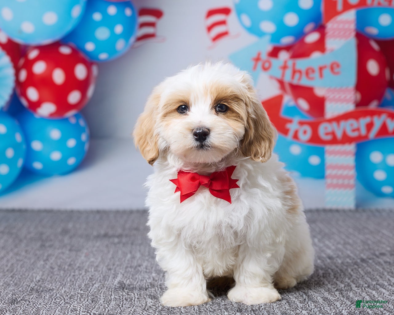 Maltipoo dogs Cooper - Ad 1