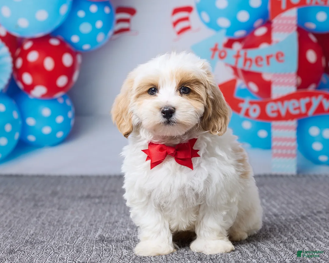 Maltipoo dogs for sale: Cooper - Ad 1