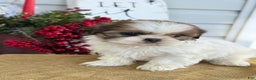 Shih Tzu dogs for sale: Pansy - Ad 11
