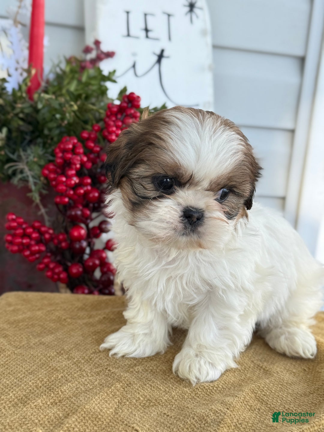Shih Tzu dogs for sale: Pansy - Ad 11