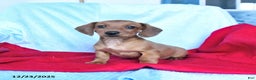 Miniature Dachshund dogs for sale: Merlin - Ad 1