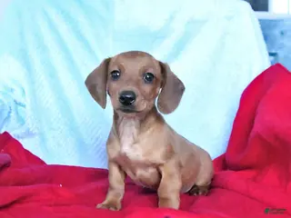 Miniature Dachshund dogs Merlin - Ad 4