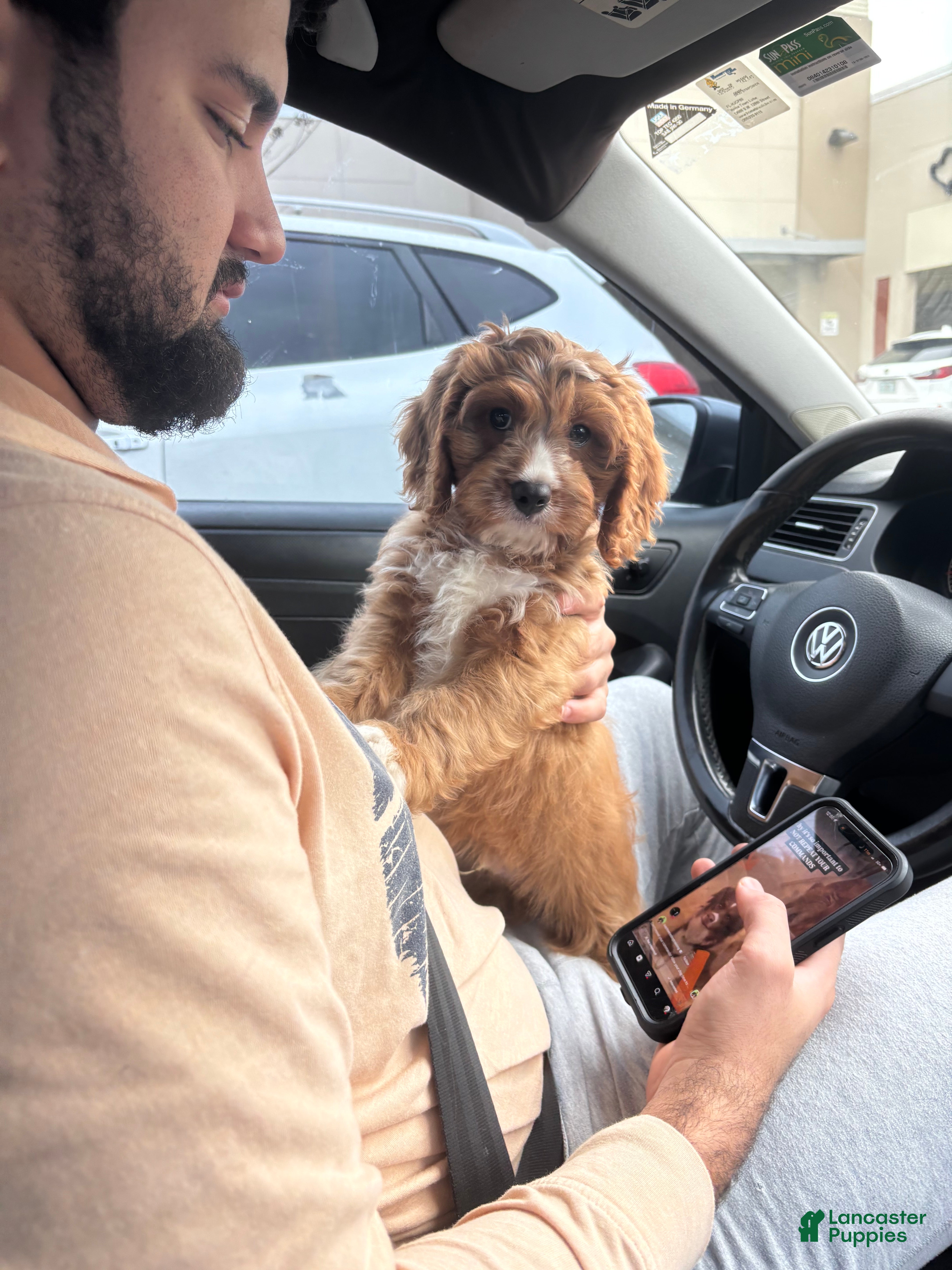 Cavapoo dogs Cavapoo Puppy 1 - Ad 5