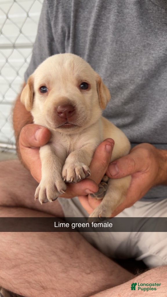Labrador Retriever dogs Lime Green Female - Ad 27